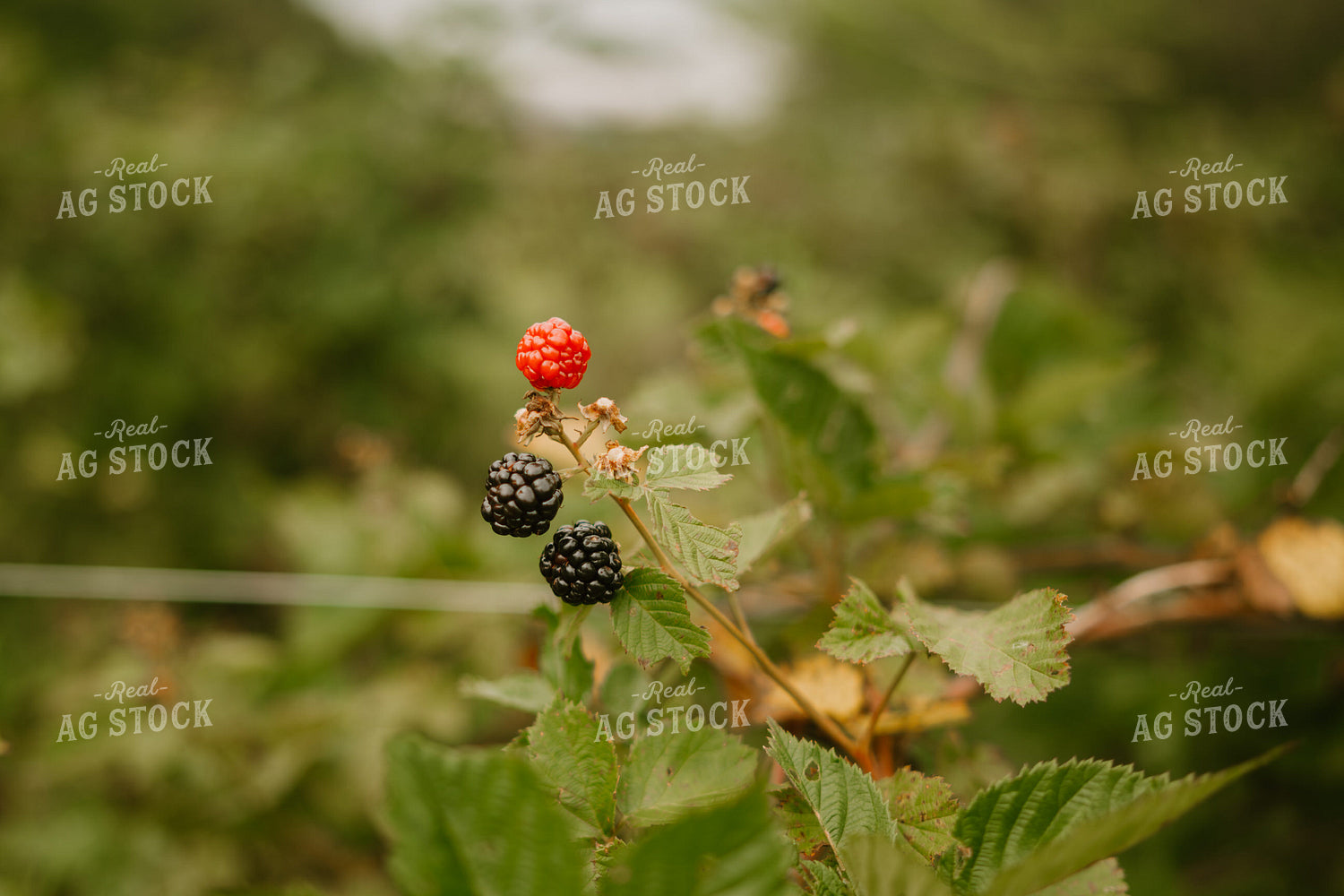 Blackberries 125371