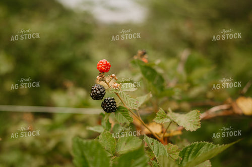 Blackberries 125371