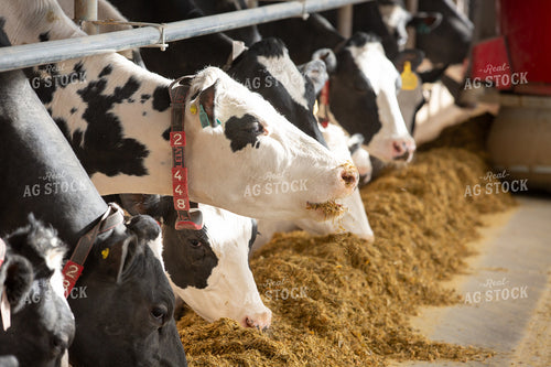 Robotic Feeder in Holstein Cattle Barn  270278
