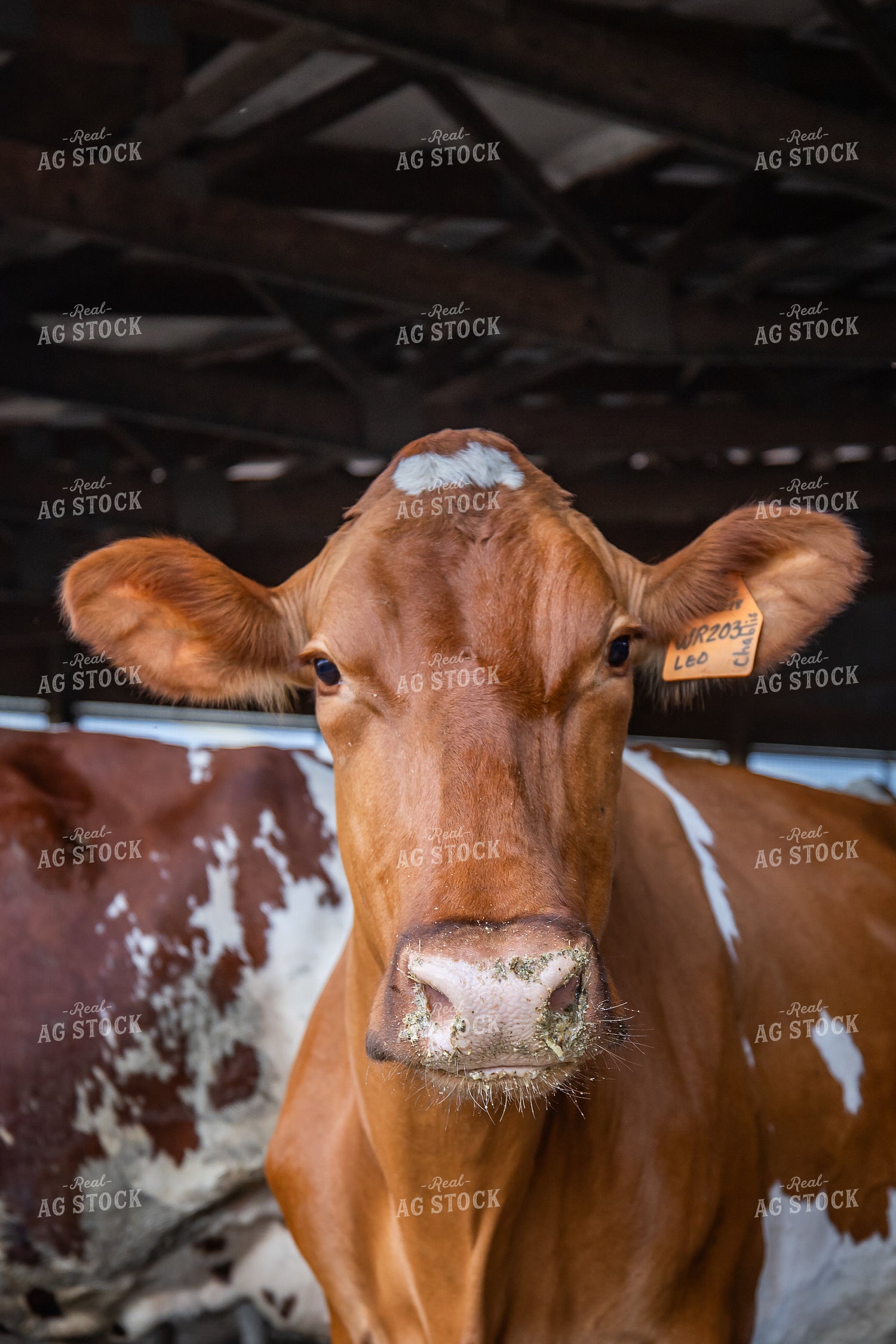 Guernsey Dairy Cows 270558