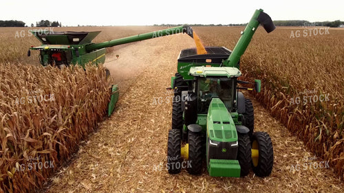 Corn Harvest 287019