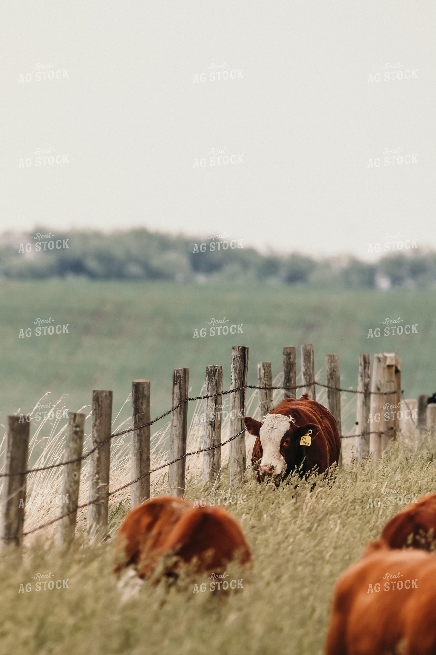 Simmental Cattle 139007