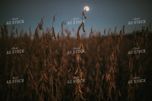 Soybean Field with Moon at Harvest 5185