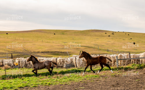 Horses and Cattle on Pasture 299005