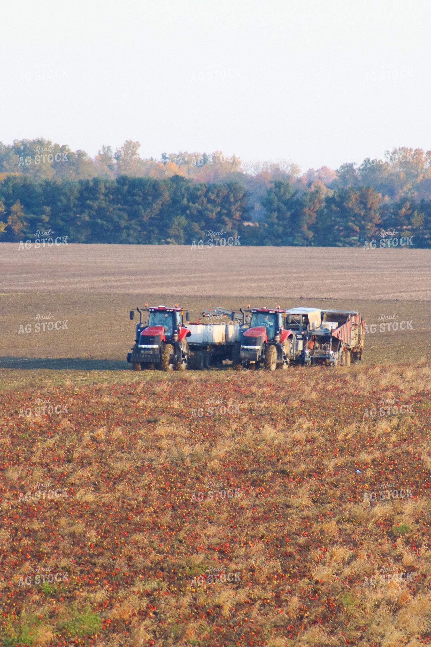 Tomato Harvest 109039