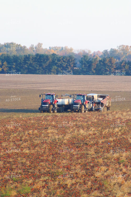 Tomato Harvest 109039