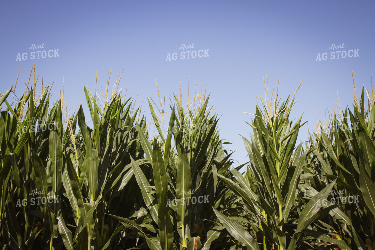 Mid-Season Corn Field 268155