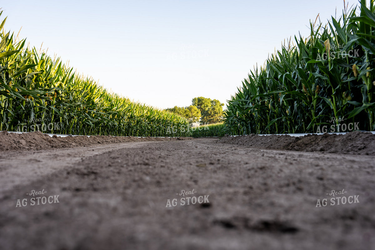 Irrigated Corn Field 65927
