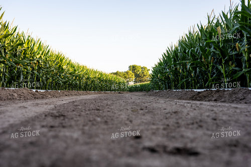 Irrigated Corn Field 65927