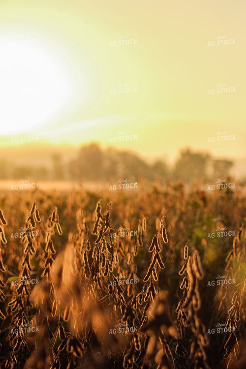 Dried Soybeans 159000