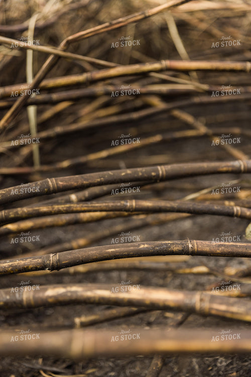Burnt Sugar Cane Field for Harvest 7360