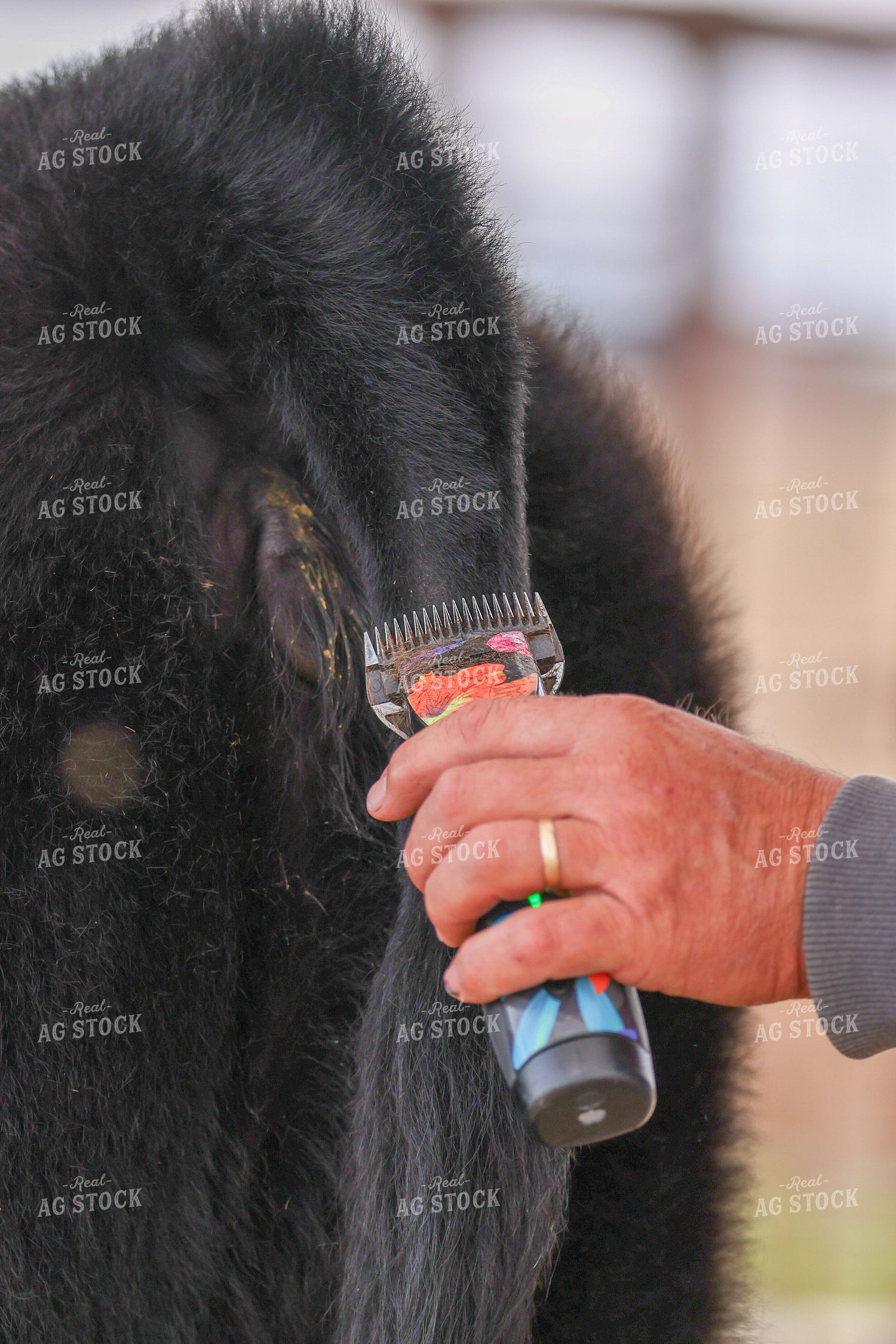 Clipping Show Calves 160444