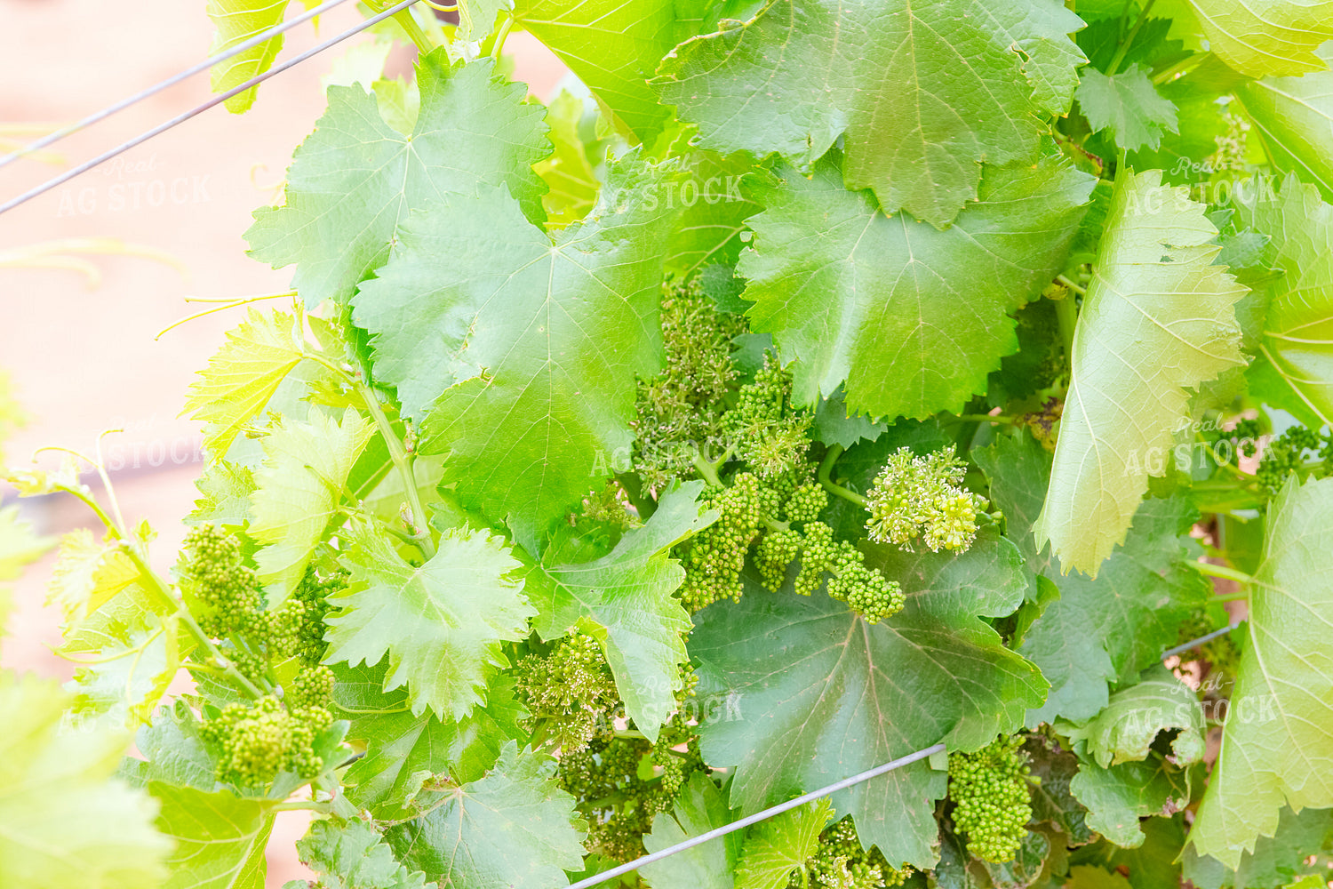 Vineyard 258008