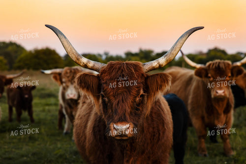 Highland Cattle 152278