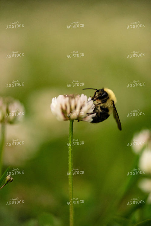 Bee on Flowering White Clover 136057