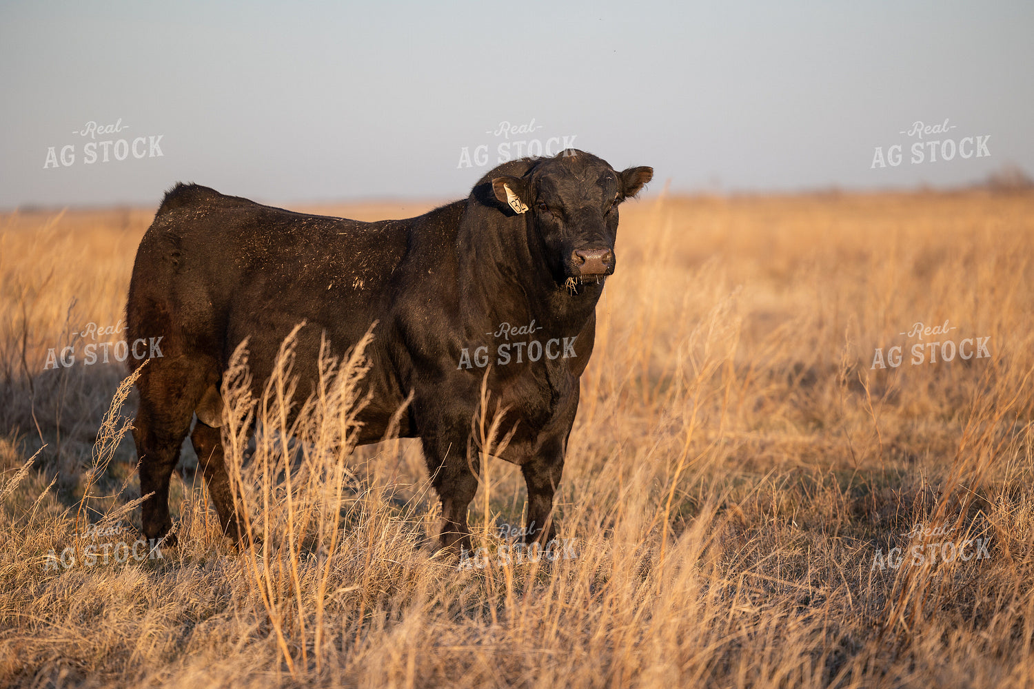 Angus Bull on Pasture 72127