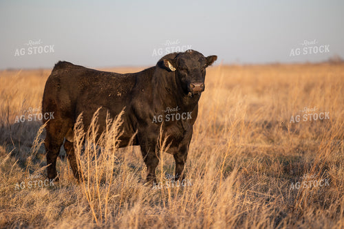 Angus Bull on Pasture 72127