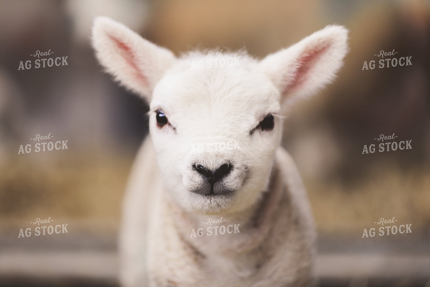 Lamb 121011
