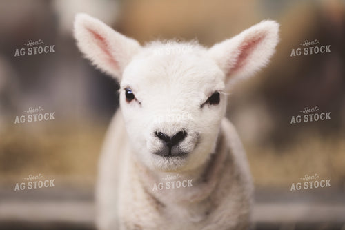 Lamb 121011