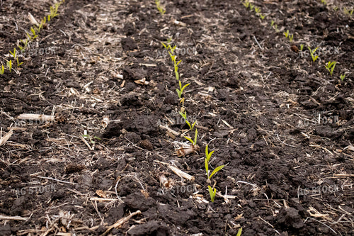 V1 Early Stage Corn 67062