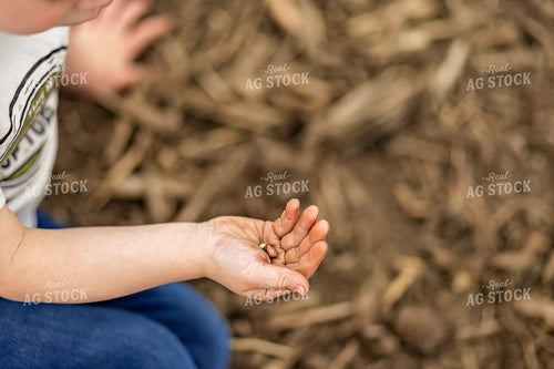 Farm Kid Checking Soybeans 93296