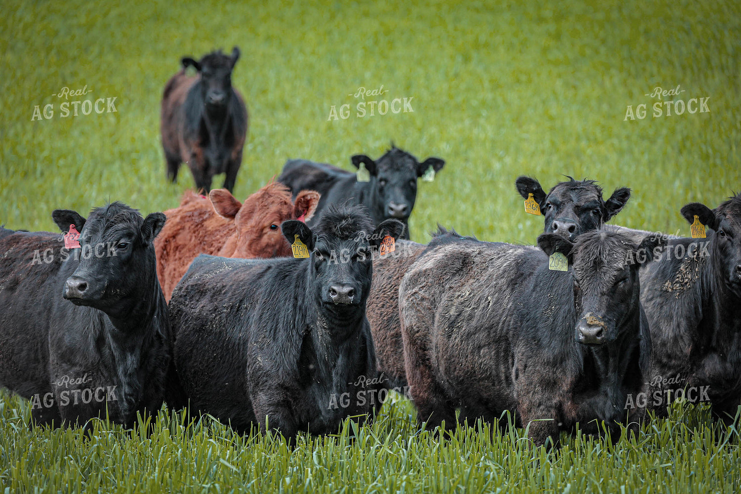 Cattle on Pasture 160054