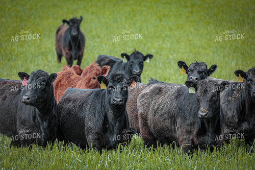 Cattle on Pasture 160054