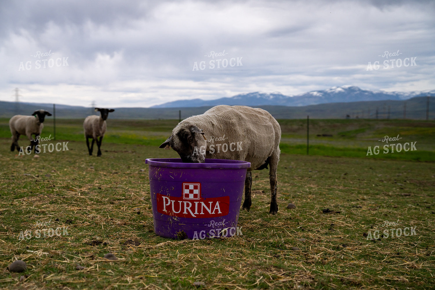Grazing Sheep at a Farm with Purple Feeder and Mountain Scenery 65320