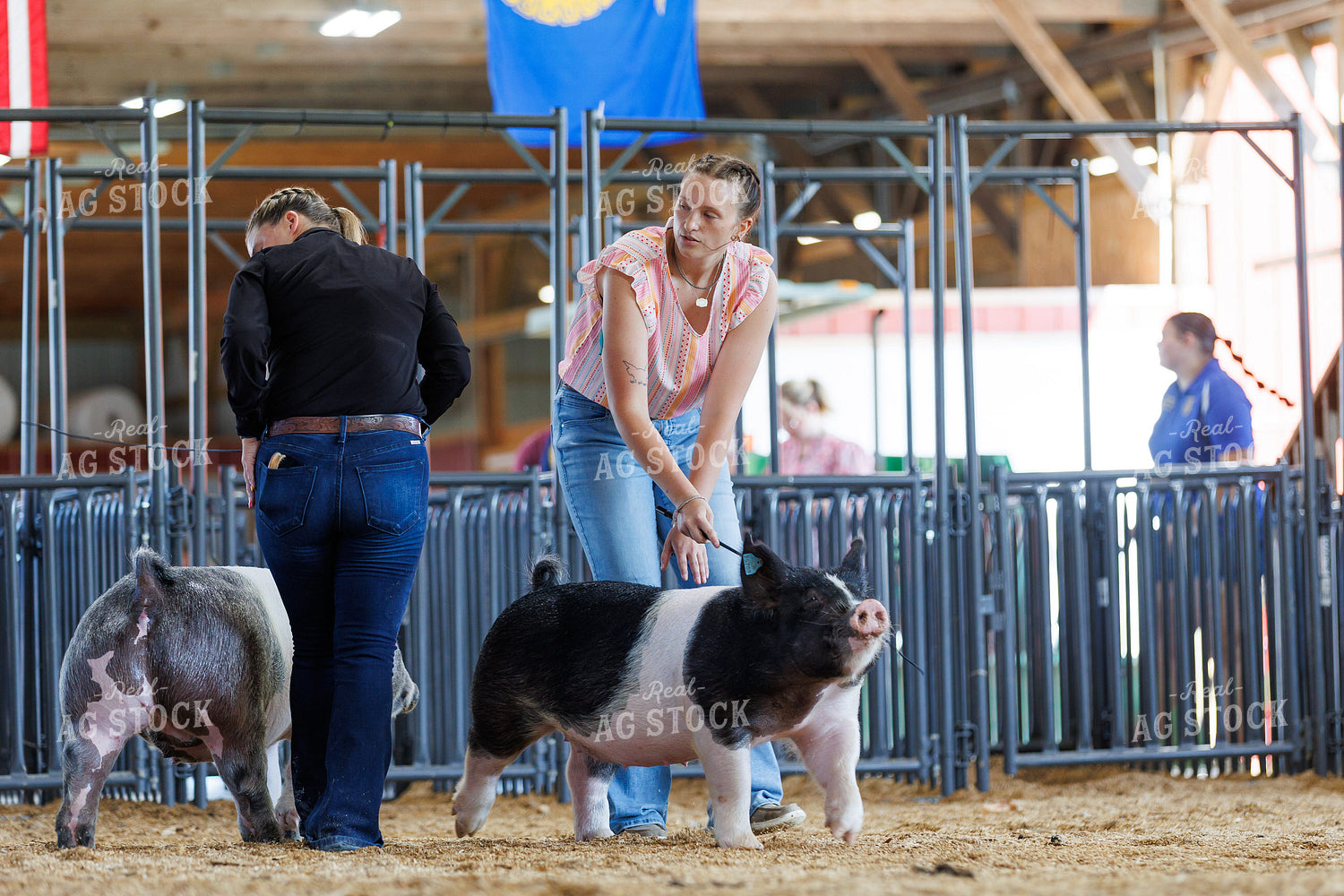 Showing Pigs 295095
