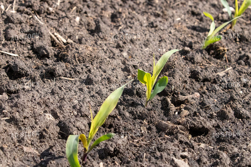 Early Growth Corn 257017