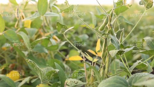 Soybean Video - Between the Rows I 2403