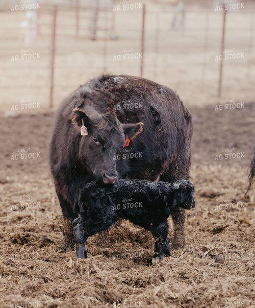 Cow Calf Pair 185202