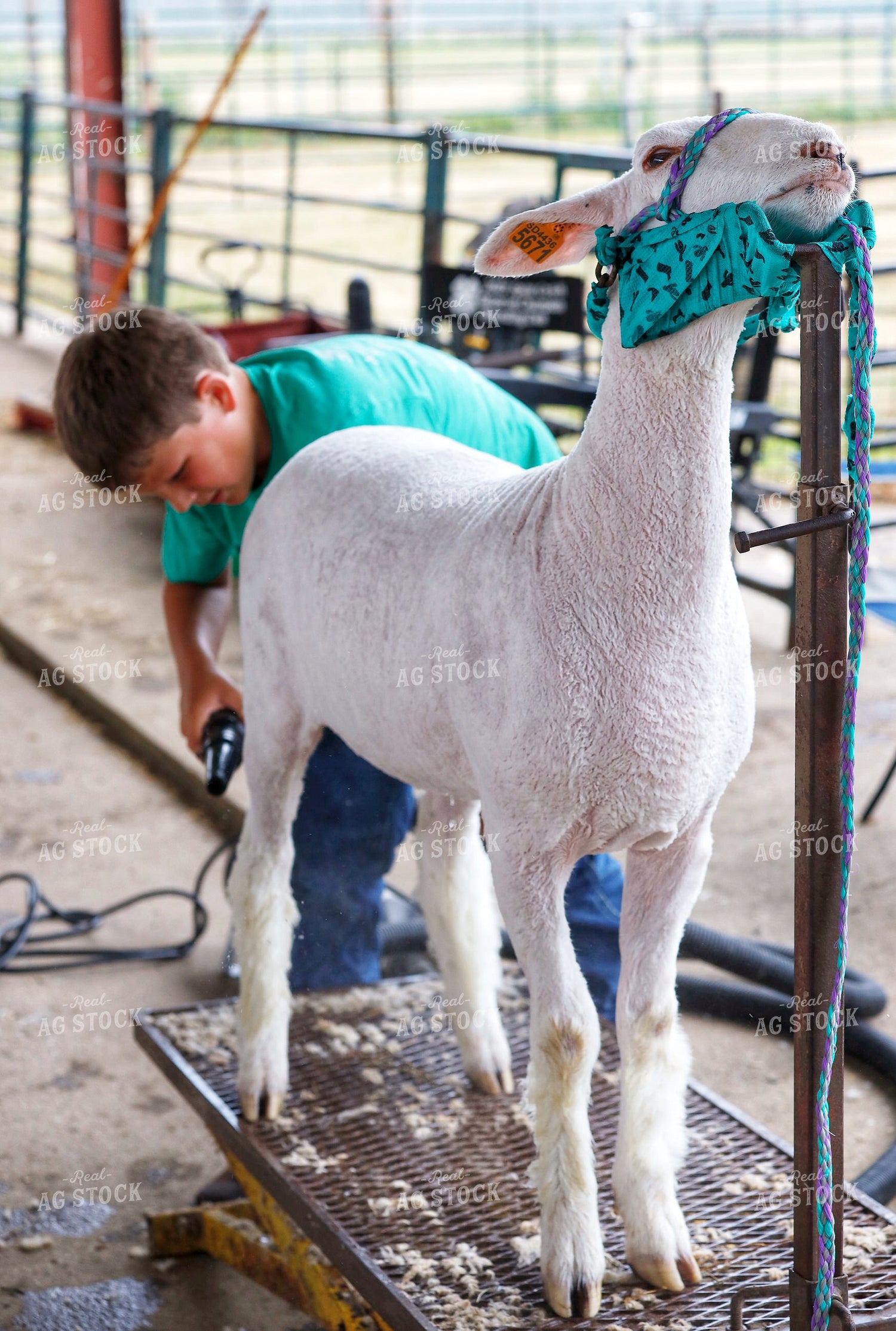 Farm Kid Prepping for Sheep Show 141705