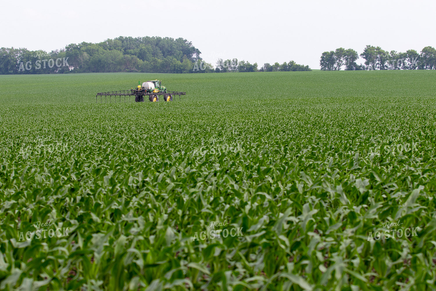 Spraying Corn 257029