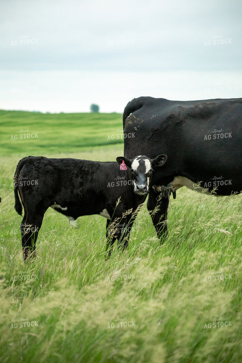Cattle on Pasture 155648