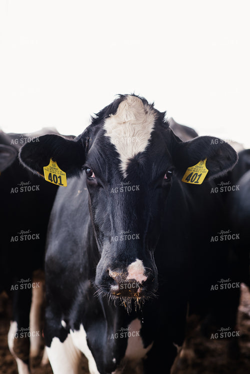 Holstein Cow 137026