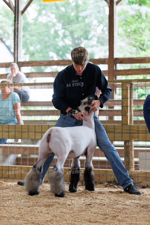 Showing Sheep 52850