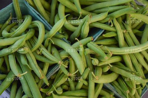 Green Beans 106018