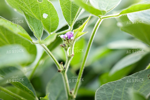 Flowering Soybeans 178149
