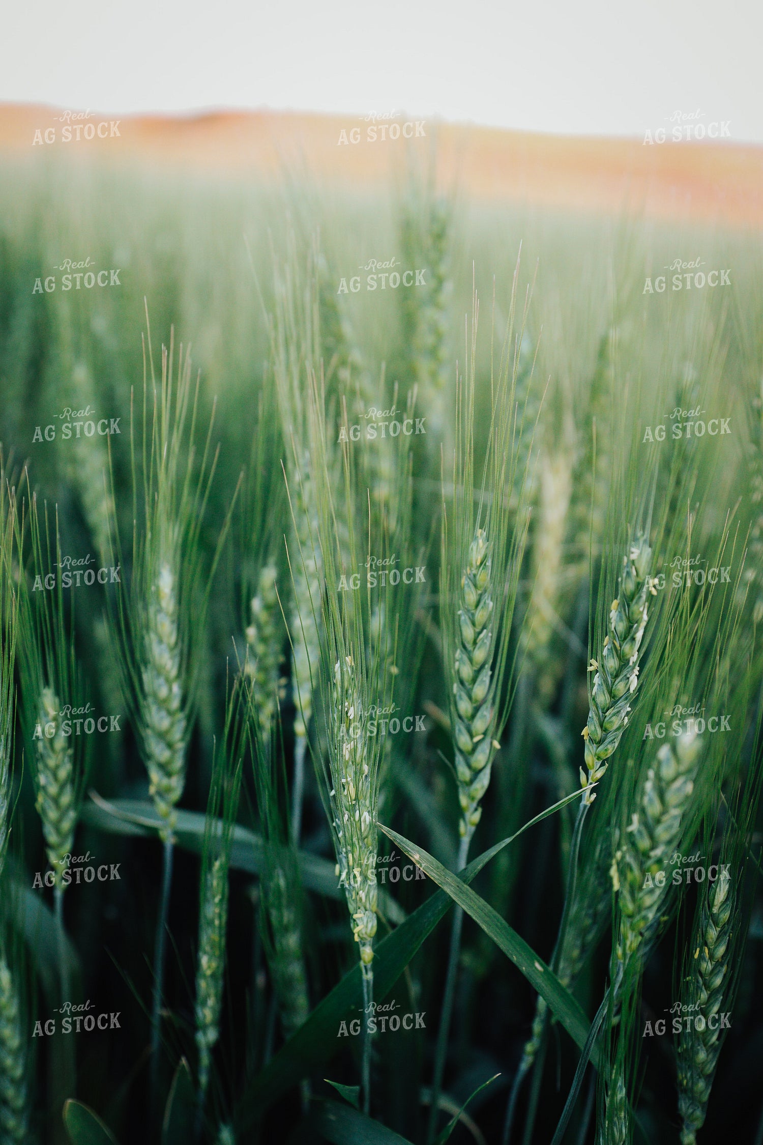 Wheat Field 83159