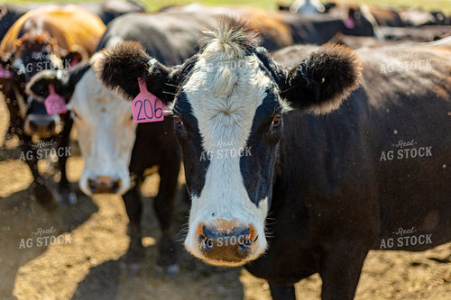 Angus Cross Cattle 155297