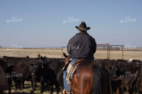 Working Cattle 117147