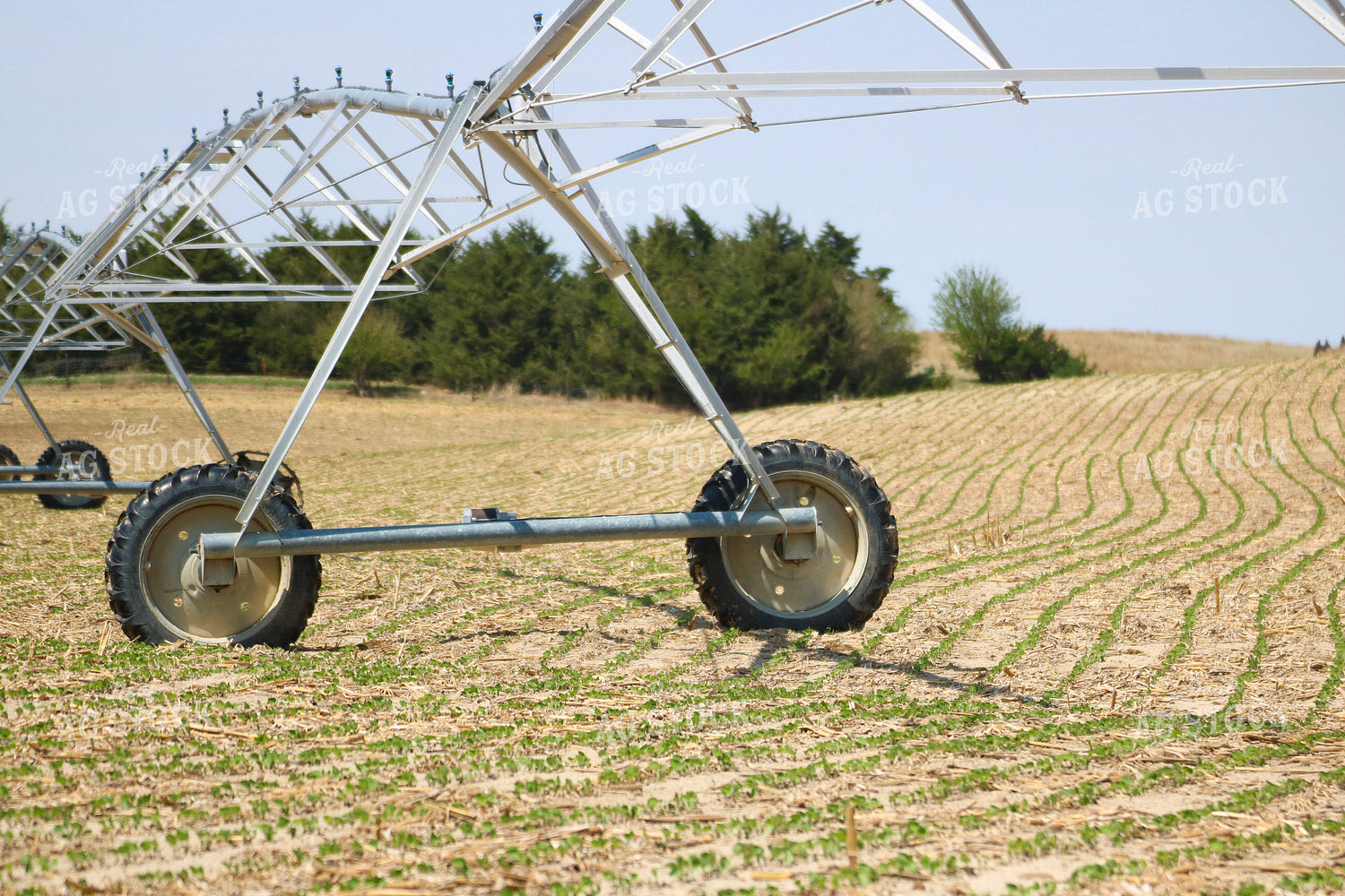 Early Growth Soybean Field with Irrigation 82377