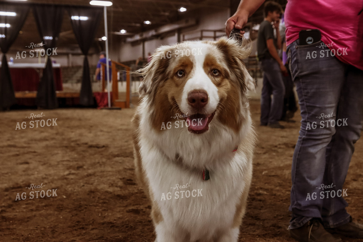 Dog at Fair 52248