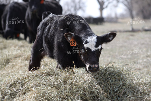 Angus Calf Playing in Hay 117190
