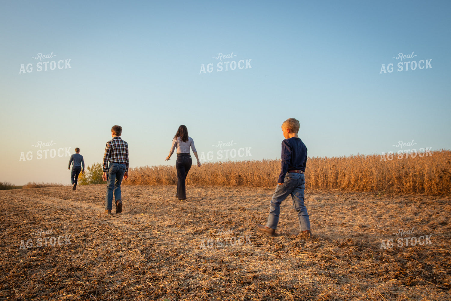 Farm Family at Soybean Harvest 268088