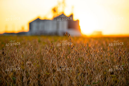 Dried Soybean Field at Sunset 136181