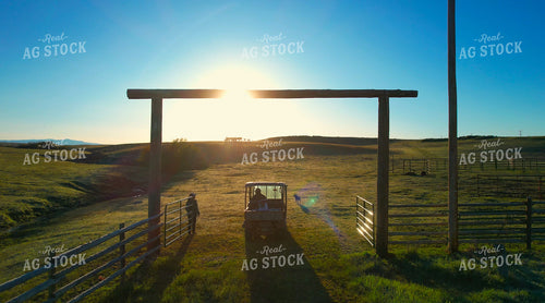 Farmer Checking Cows 65239