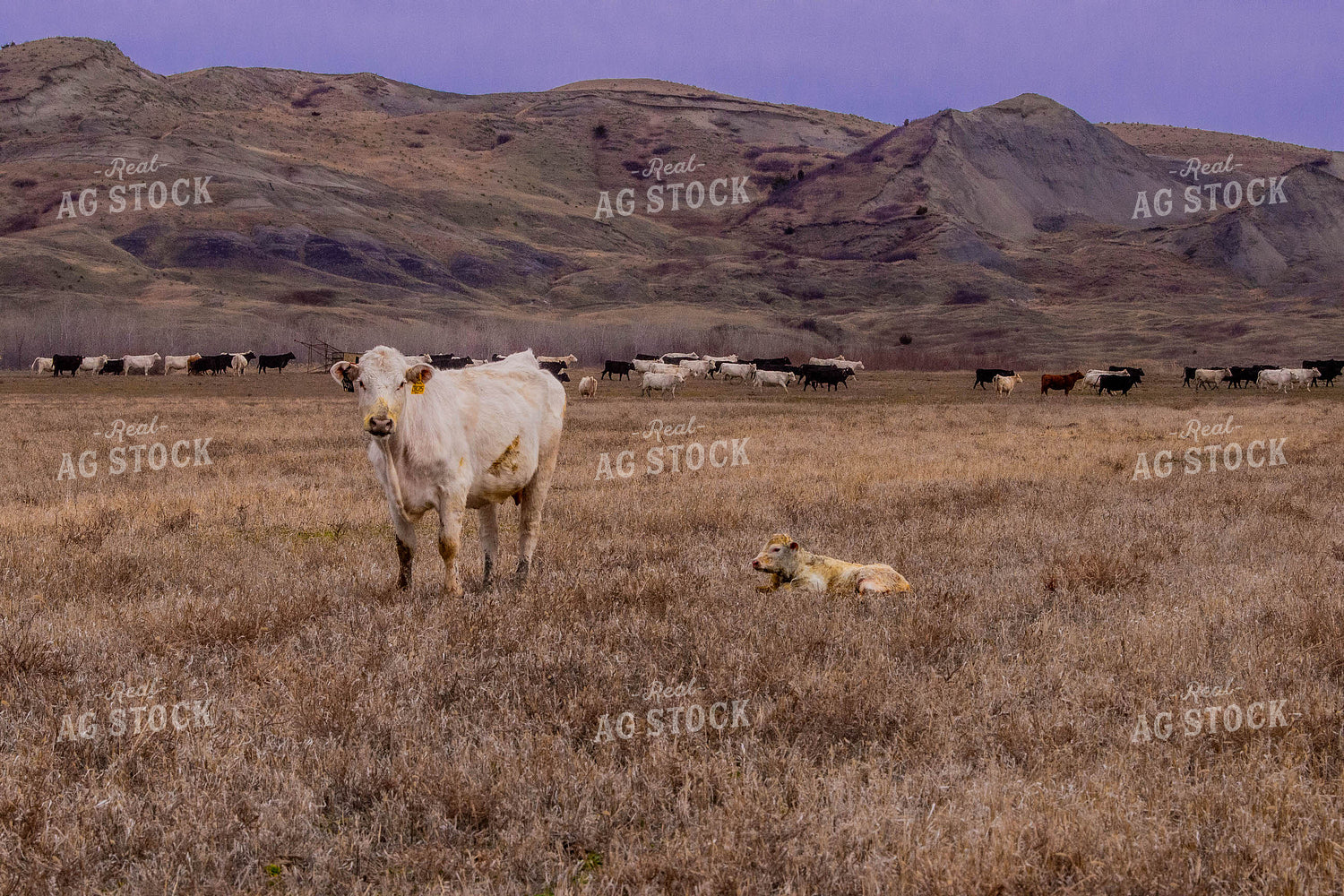 Charolais Cow Calf Pair 299054