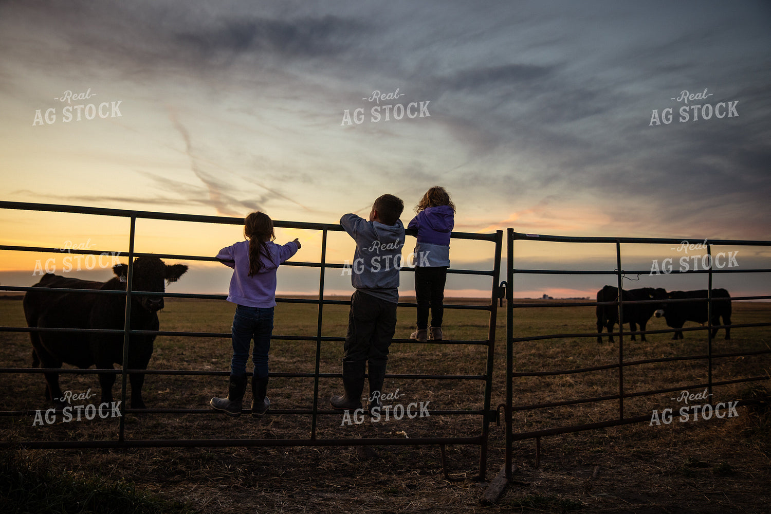 Farm Kids Checking Cattle 268259